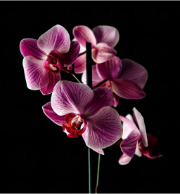 Orchids