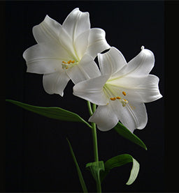 White Lillies